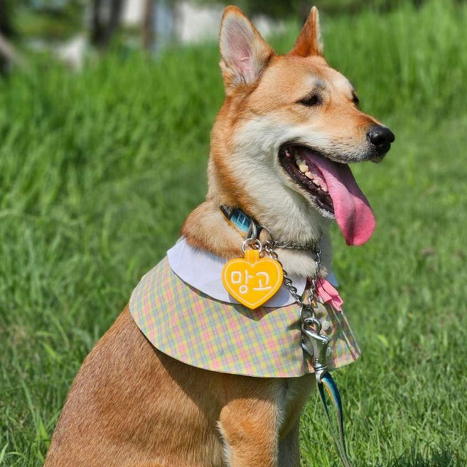 콜마이네임 무지개하트 네임택 강아지 대형견 자수 이름표 인식표, 1개, 노란색-YELLOW