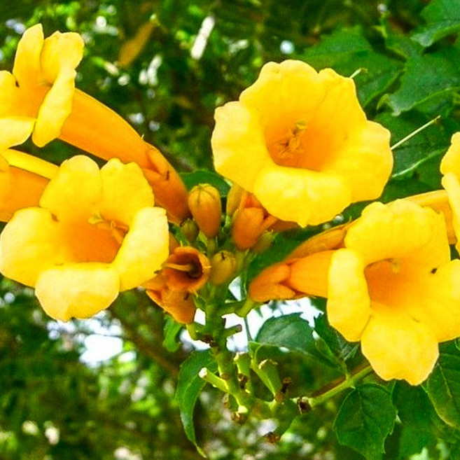 세종식물원 능소화 플라바 19cm화분 여름꽃 덩굴식물 덩굴꽃 꽃화분 능소화묘목