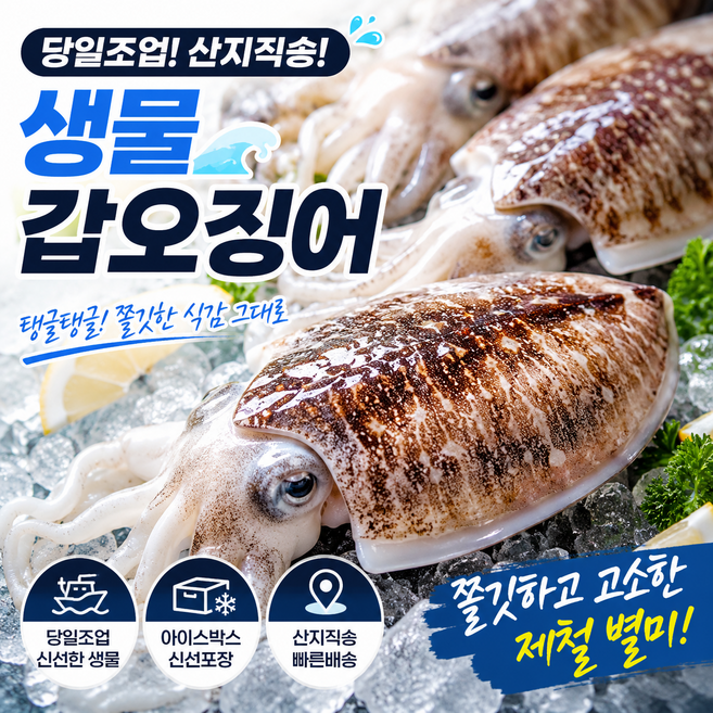 [땡잡았다] 땡마켓 당일조업 생물 활 갑오징어 국내산 산지직송 특사이즈, 1박스, 3kg
