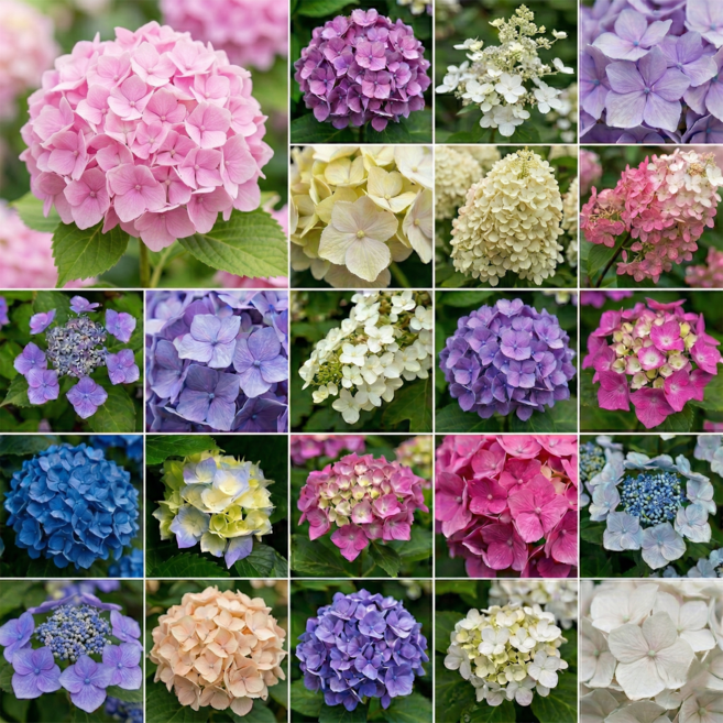 [풀멍상점] [봄맞이세일] 수국 11 900 랜덤 럭키박스 오늘의수국 / 목수국 산수국 유럽수국 아나벨수국 엔드리스썸머 / 선별발송 분채배송 라벨 이름표-농장직배, 1개