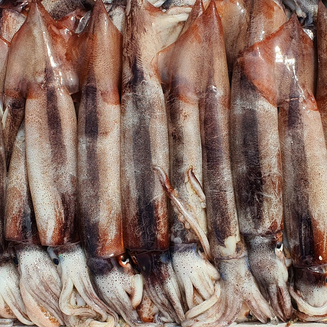 손질된 자연산 갑오징어 오징어 진공포장, 서해 갑오징어 급냉1kg, 1개