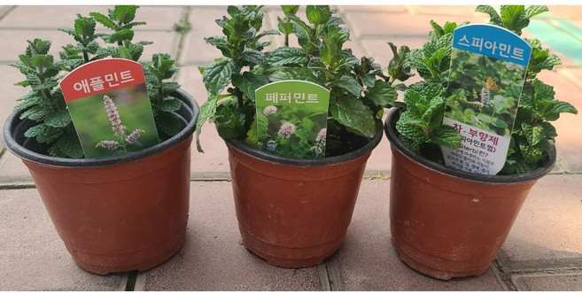바질키우기 애플민트 스피아민트 페퍼민트 먹는식물