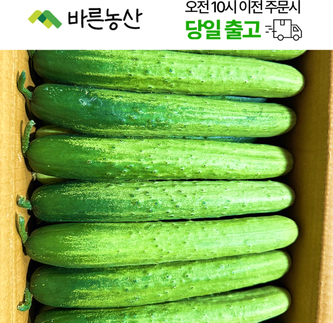 < 바른농산 > 백오이 다다기오이 오이지용 오이(특품) 1박스, 45~50개