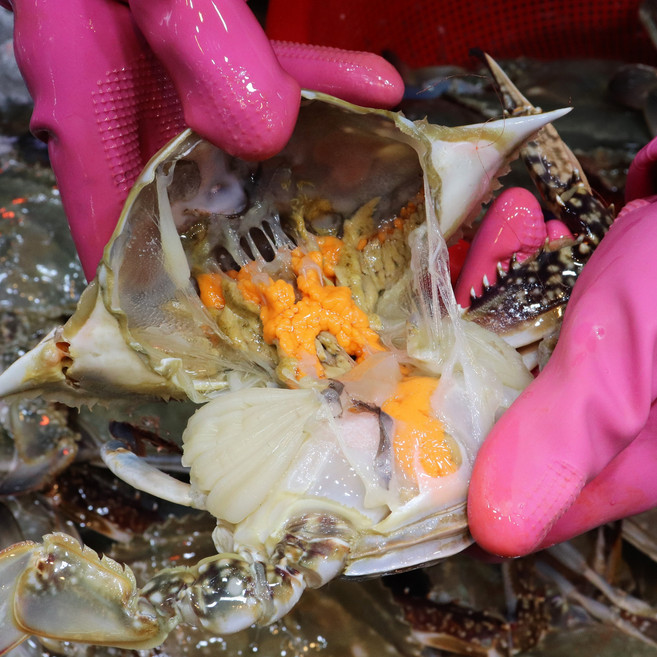 서해안 살 꽉찬 알배기 활 암꽃게 당일조업 가성비 제철, 1개, 3kg 소(12-18미)