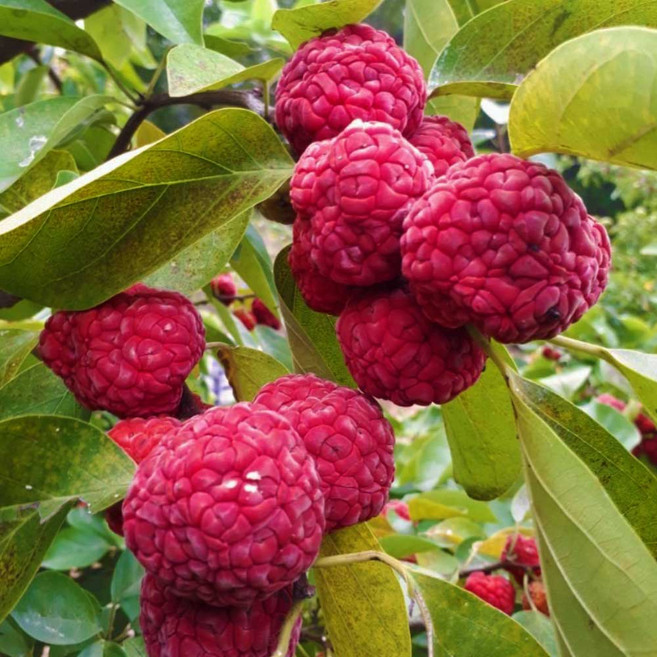 무농약 꾸지뽕 열매 1kg 2kg 냉동 구찌뽕 구지뽕 추석 선물, 1개