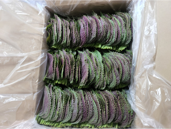 [나리팜] 산지직송 찹찹이깻잎 밀양깻잎 당일수확 당일발송, 1박스, 1kg