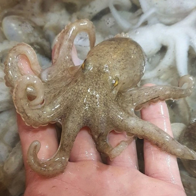 산지직송 생물 쭈꾸미 알배기 알쭈꾸미, 1박스, 1kg