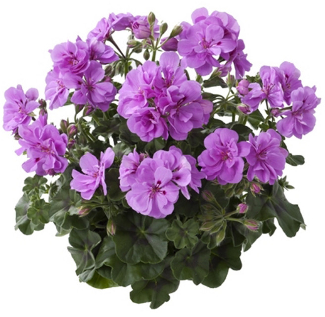 어린모종 제라늄 8cm분 56종, 아이비09 메디오 마를렌 라벤더, 1개