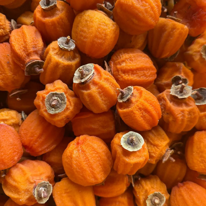 상주곶감 가정용 실속형 햇 건시 곶감 햇곶감, 1개, 1kg (소~중과)