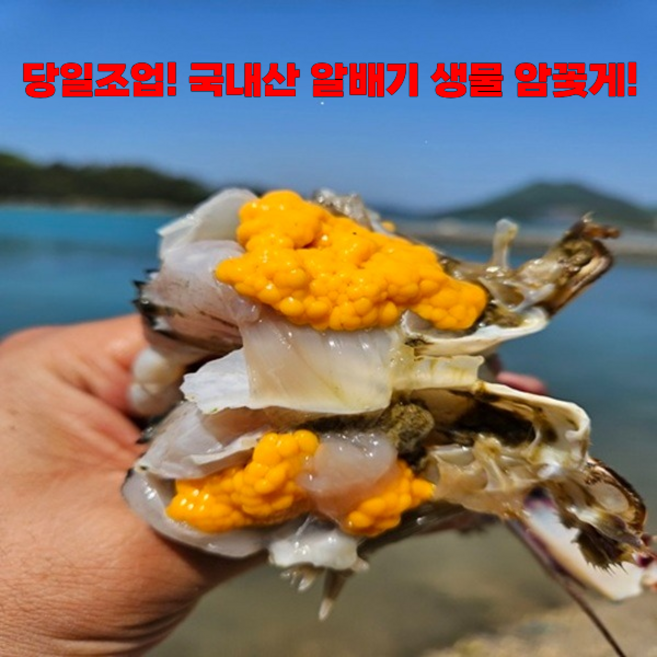 [특가할인] 산지직송 당일조업 국내산 생물 알배기 암꽃게, 1박스, 1kg(4-6미)