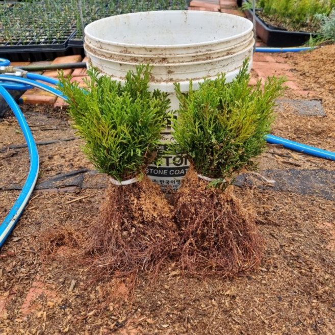 에메랄드그린 털이묘 100주 뿌리가 튼튼한, 100개