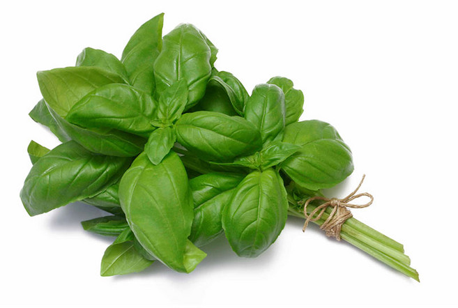 바질 생잎 허브 100g BASIL 페스토 향신료, 1개