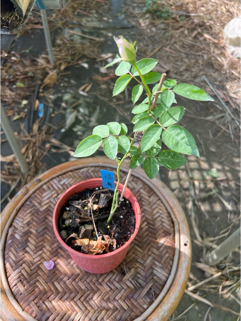 浮月玫瑰 大花多花濃香, 1個, 四吋盆