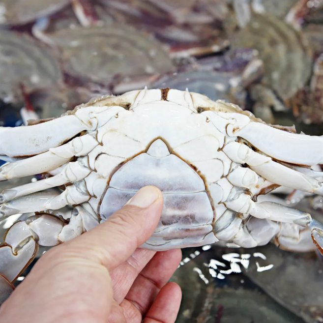 서해안 제철 봄 꽃게 실속형 중사이즈, 1박스, 4kg 16-24미 내외