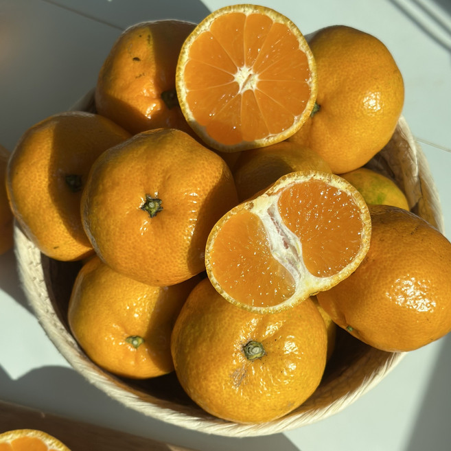[산지직송] 고당도 제주 타이벡 감귤, 1박스, 제주 타이벡 감귤 3kg (로얄과)