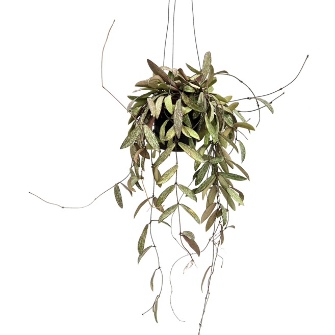 피움뜰 호야 카노사 시길라티스 하와이 주황꽃 중대품 꽃피는 희귀 행잉플랜트 수입호야, 1개