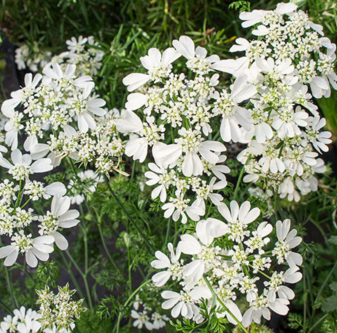 다년초사랑농원 올라야 (2포트묶음) [월년초 꽃모종 봄꽃 여름꽃], 2개