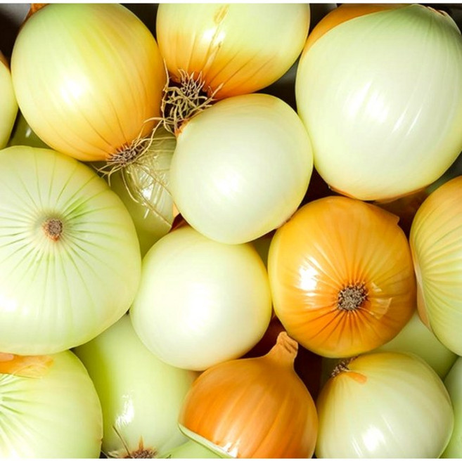 보람미미 최상품 국내산 햇양파, 1개, 햇양파 10kg왕특대(개당 200g 이상)