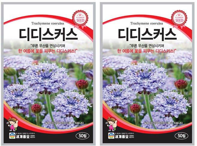 디디스커스 50립 / 꽃씨 종자 화단 정원 일년생, 2개
