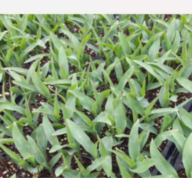 (성실)찰옥수수 모종 30개 트레이묘