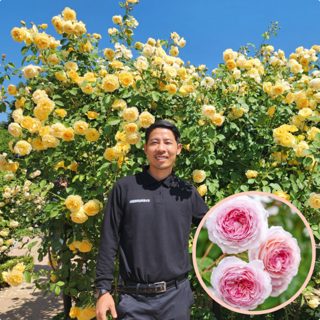 데이비드오스틴 영국장미 관목장미 덩굴장미 넝쿨장미 화분묘 에밀리브론테 스트로베리힐 에버그린농원, 1개, 제임스엘 오스틴-관목