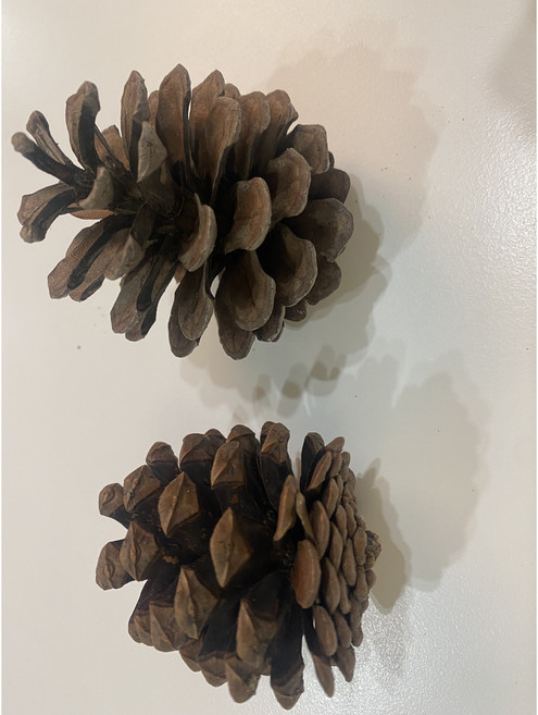 솔방울 천연 가습기 공작 학습용 소품 장식 크리스마스 트리 파지 소묘재료, 1개