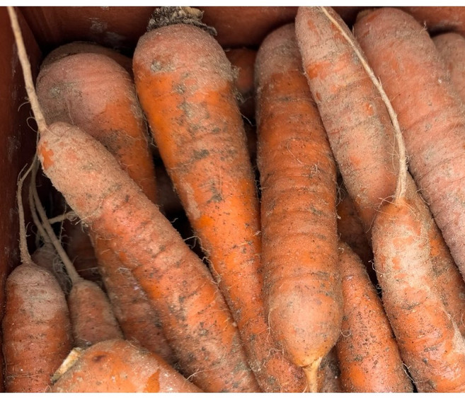 맛난이 제주구좌 흙당근 아삭한 햇당근, 1개, 5kg(사이즈: 중)