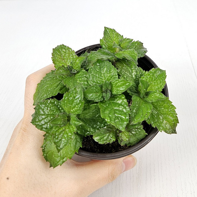 아비가든 허브 민트 6종, 2개, 3.페퍼민트 1+1