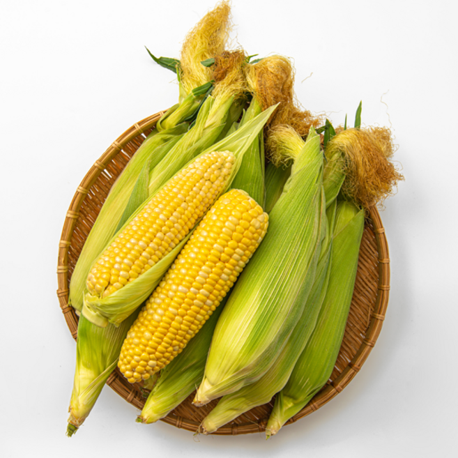 초당옥수수 생옥수수 고당도 산지직송 신선 옥수수 5개 10개 20개, 애플 초당옥수수 특품