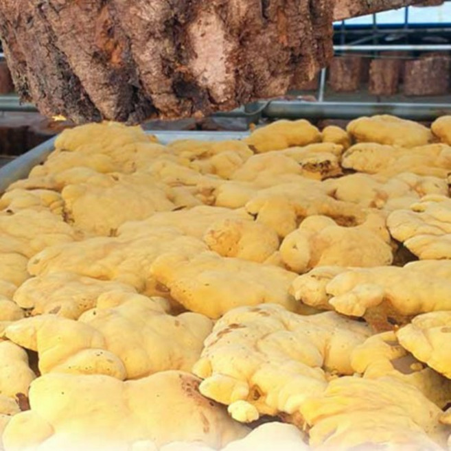 국산 상황버섯 분말 가루 100g, 1개