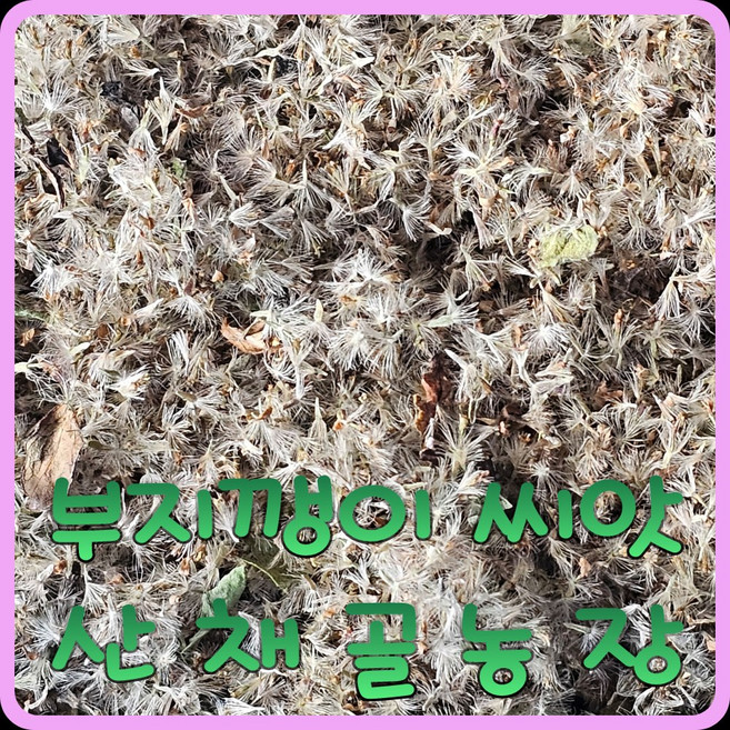 모종이야기 울릉도 부지깽이 (쑥부쟁이) 씨앗 / 울릉도취나물씨앗 2025년산 20g, 1개