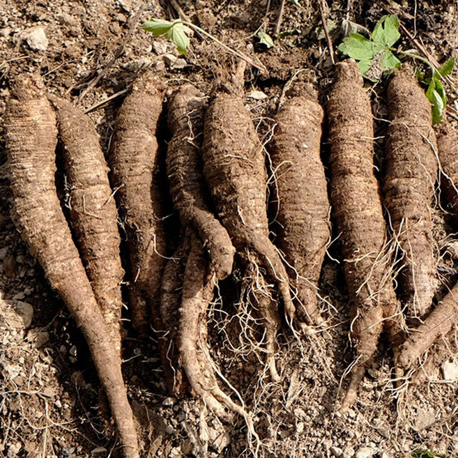 정선 생더덕 1kg 강원도 산더덕 (대/중/소 옵션 선택) 정선더덕농원, 01. 산더덕 (소) 1kg, 1개