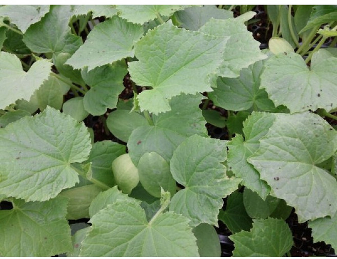 오이모종 5주/가시오이/백다다기오이/노각오이, 노각오이