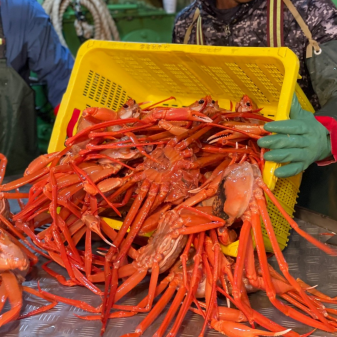 프리미엄 후포리 박달홍게 당일조업 산지직송, 1개, 프리미엄 박달홍게 1.5kg(4-6미)-수율80~90%