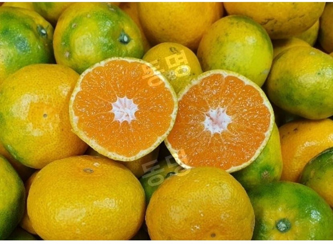 동명 당도선별 가정용 제주 하우스 감귤 시즌, 4.5kg 소과