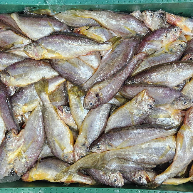 제주 참조기 냉동조기 210미 급식용 가정용, 참조기알치, 1개