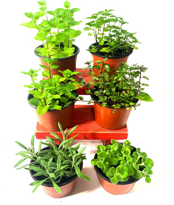 들꽃향기 공기정화허브식물6종1세트특가, 1개