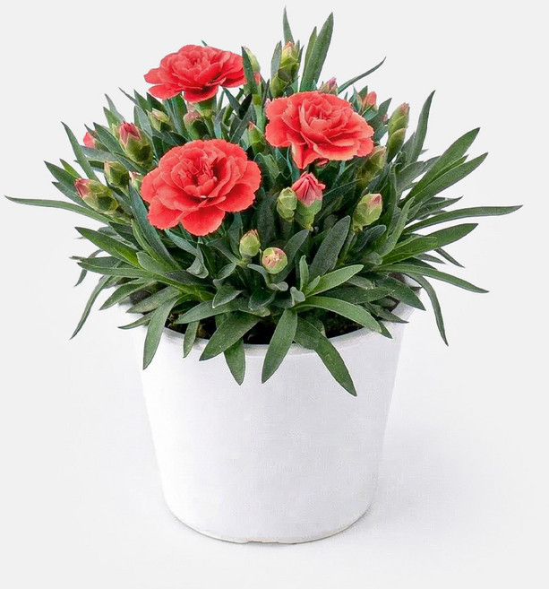 갑조네 향카네이션 카네이션 꽃 화분 모종 향기나는꽃 노지월동 어버이날, 2개, 주황