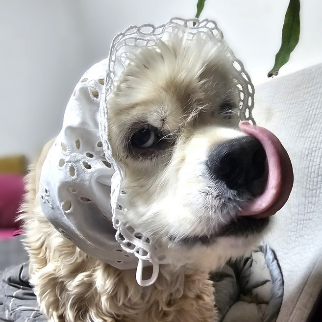 뽀득 면 베이직 강아지스누드, 1개, 화이트