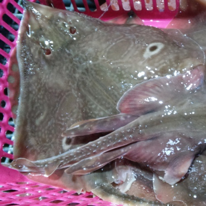 자연산 간재미 갱개미 간자미 횟감 찜용 손질 국내산 산지직송 1kg, 횟감용간재미 1kg, 1개