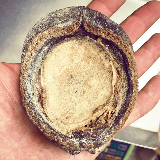 墨西哥乾鮑魚 5頭鮑, 1個, 一顆