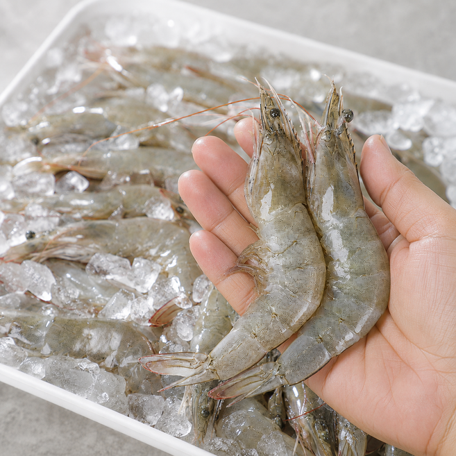 당일조업 산지직송 국내산 제철 생물 활 흰다리새우, 1개, 흰다리 새우 500g (20-25미 내외)