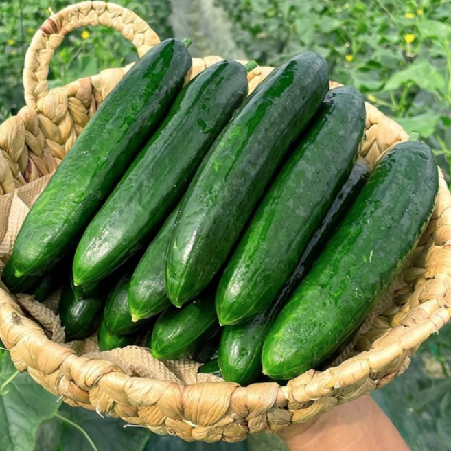 단맛 나는 클로렐라 미인 미니오이 오이지 스낵 피클용 2kg 3kg 5kg, 2kg(1개), 1개