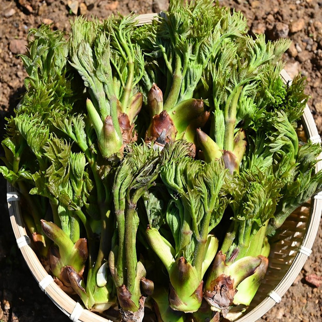 탐나유 국내산 자연산 참두릅 두릅, 1개, 500g