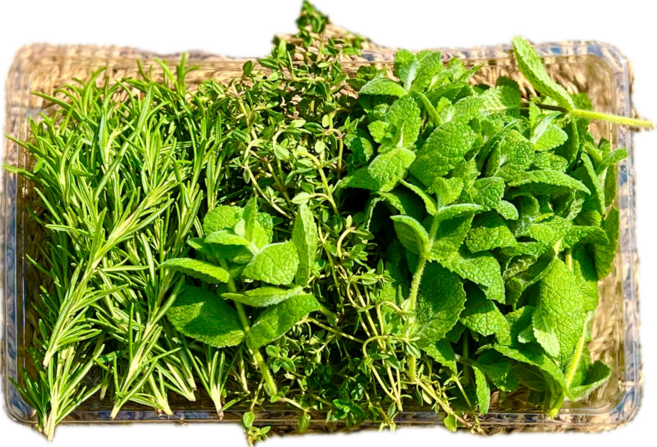 유기농 카페용 허브생잎모둠 100g, 1세트, 로즈마리+커먼타임