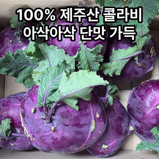 국내산 100& 제주 콜라비 3kg 5kg 10kg 15kg 산지직송 자색무, 1개