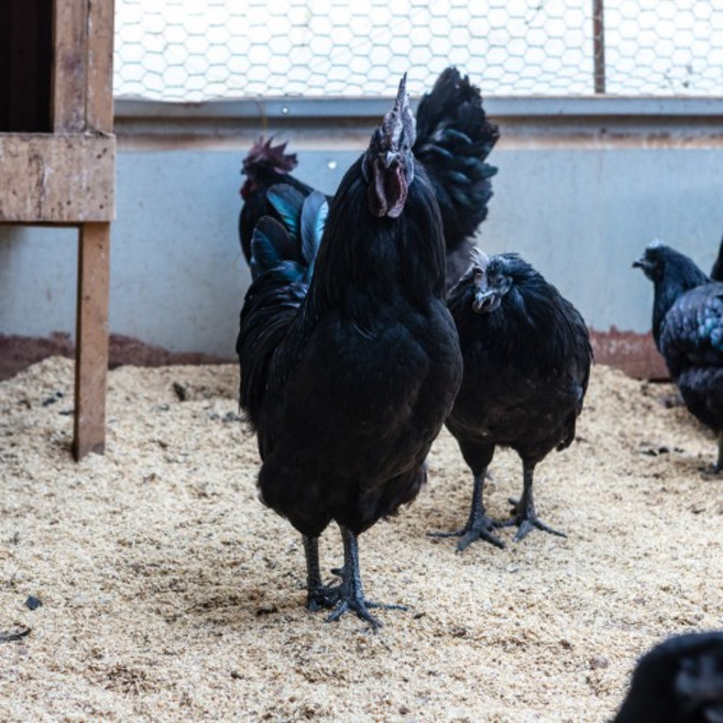 (부화알) 연산 오골계 - 유정란 10개