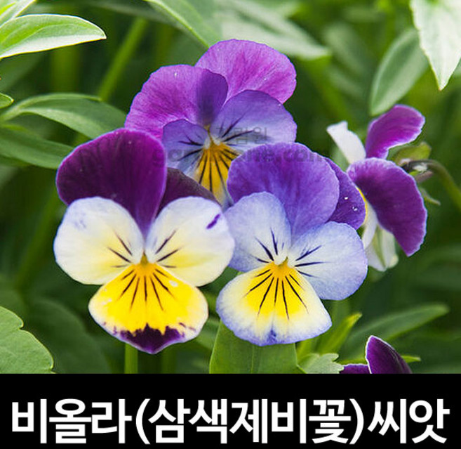 삼색 제비꽃 씨앗 비올라 씨앗 팬지 꽃씨 종자 300알, 1개
