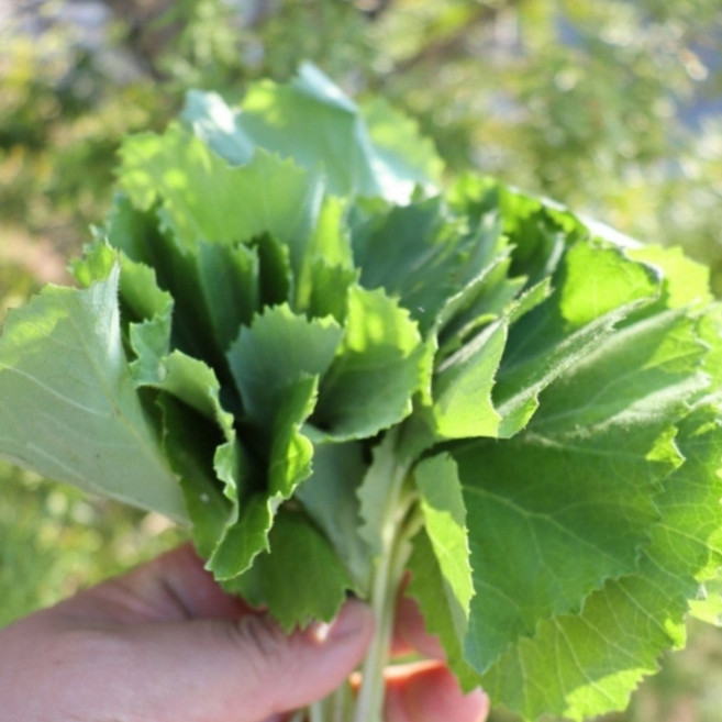 신선한 머위 봄나물 쌈채소 나물용 건강채소 아삭한 생머위, 1박스, 1kg