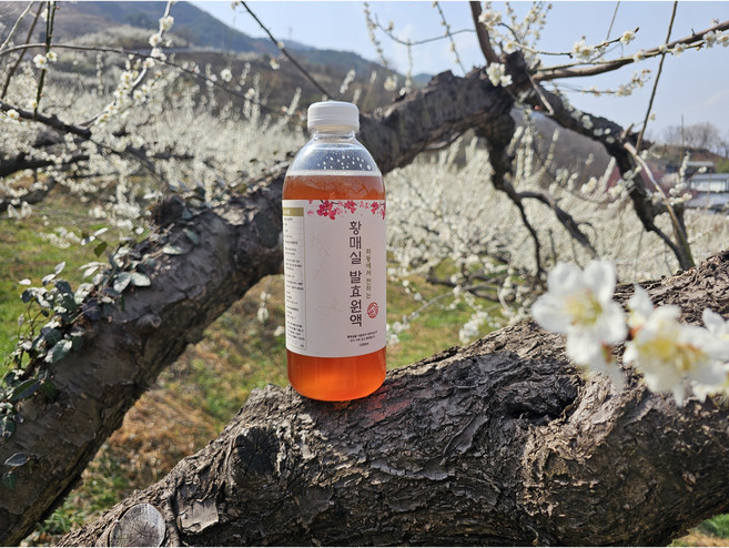 3년숙성 황매실청1000ml, 4개, 1000L